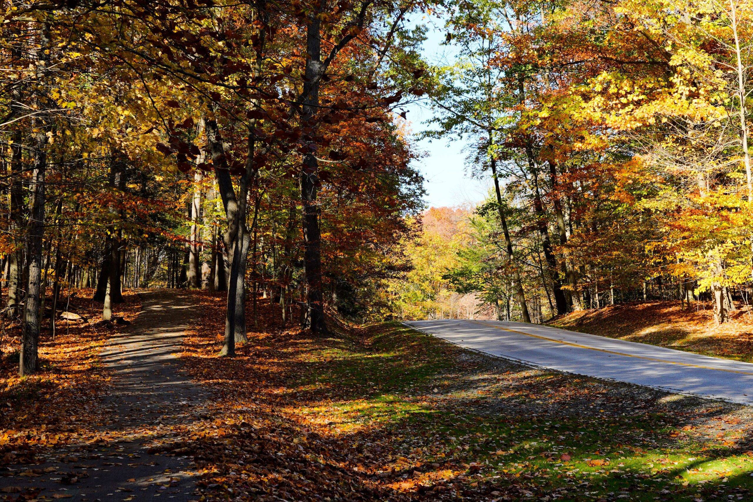 Path and roadway Bedford Reservation in Fall