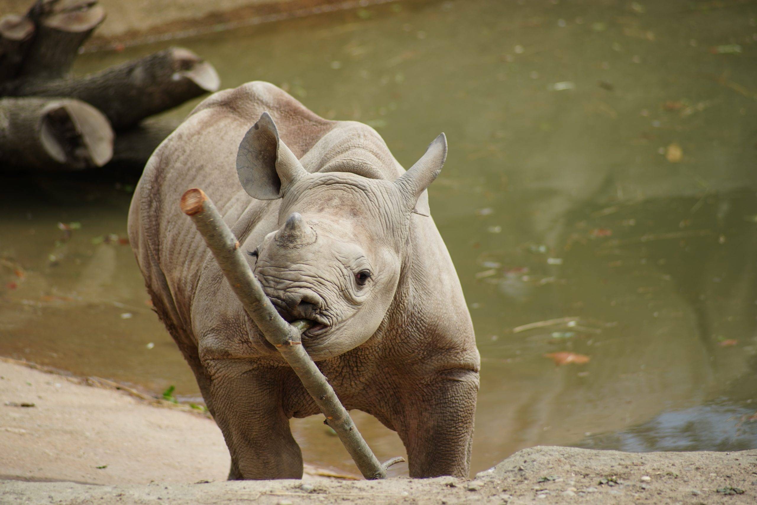 baby rhino playing